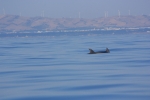 Dolphin in Bizerte bay