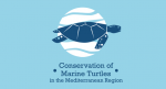 Marine Turtles
