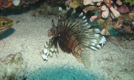 Lion fish @Ziad Samaha