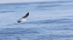 Seabirds-©The-Tunisian-Dolphin-Project-(3).JPG
