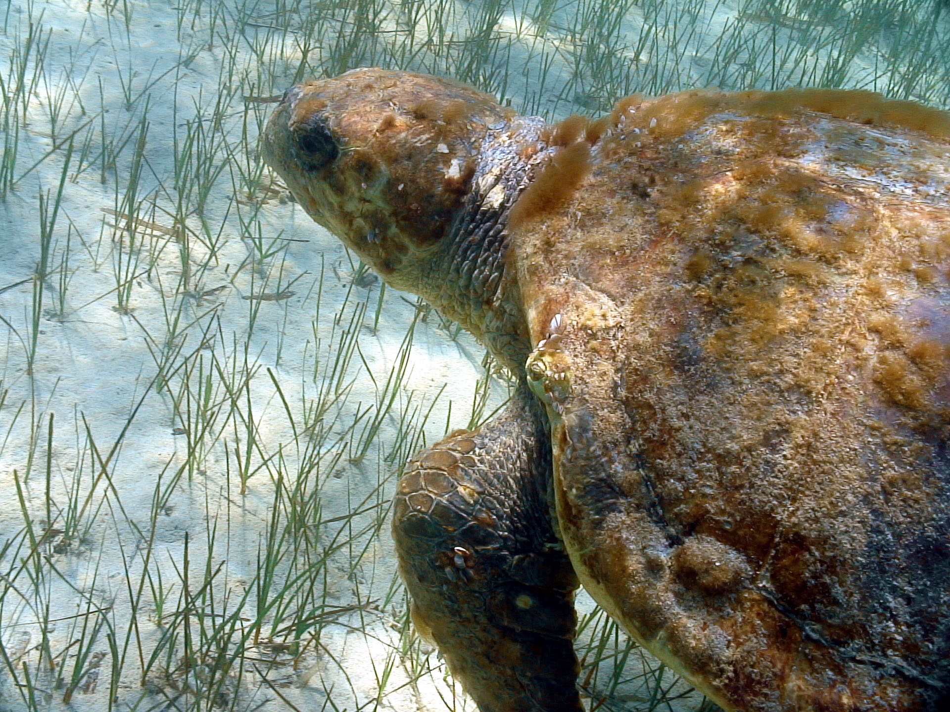 Caretta caretta & Cymodocea nodosa ©Gérard PERGENT