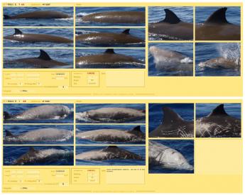 Catalogue of Cetaceans