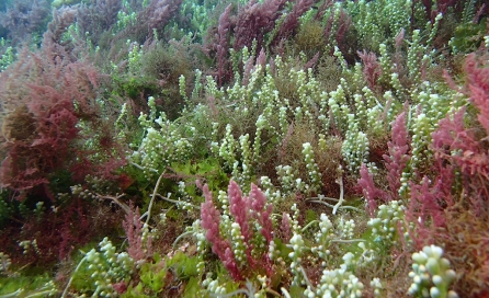 Caulerpa cylindracea & Asparagopsis armata - Jebel Moussa Morocco ©SPARAC, University of Seville