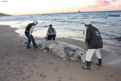Cetacean stranding in Bizerte