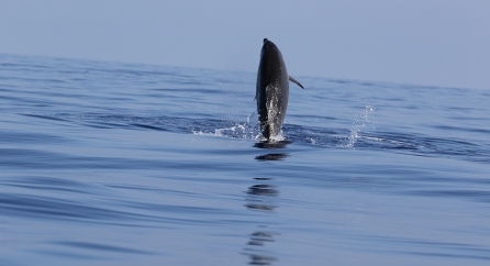 Cetaceans ©The Tunisian Dolphin Project