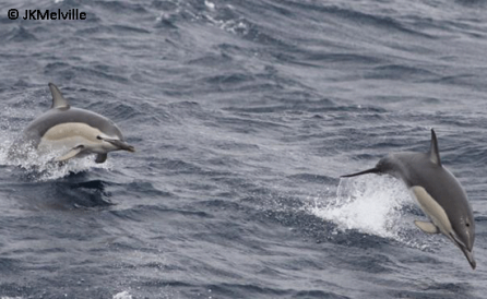 Short-beaked Common Dolphin (Delphinus delphis)