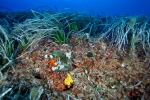 Coralligenous and Posidonia © SPARAC, Golder associates
