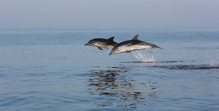 dolphins3_mehdi_aissi.jpg