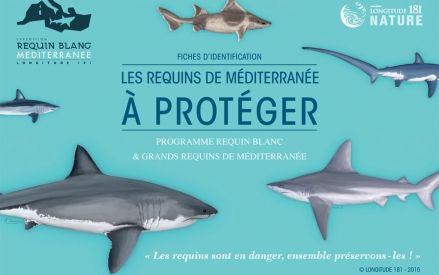 Présentation des requins à protéger en Méditerranée
