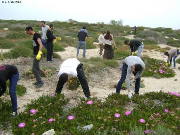 Campagne d’arrachage de la plante envahissante Carpobrotus (Griffes de Sorcière) de la future AMP des îles Kuriat (Tunisie)