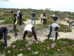 Campagne d’arrachage de la plante envahissante Carpobrotus (Griffes de Sorcière) de la future AMP des îles Kuriat (Tunisie)