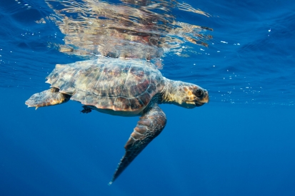 Ligurian Sea Turtle