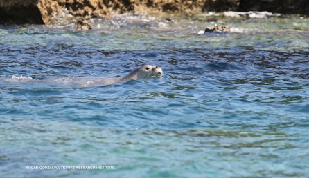 monachus_monachus_joan_gonzalvo_tethys.jpg