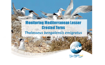 Monitoring Mediterranean Lesser Crested Terns