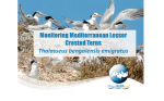 Monitoring Mediterranean Lesser Crested Terns
