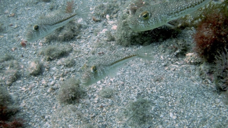 Torquigener flavimaculosus in Tyre, Southern Lebanon ©SPA/RAC, Yassine Ramzi SGHAIER