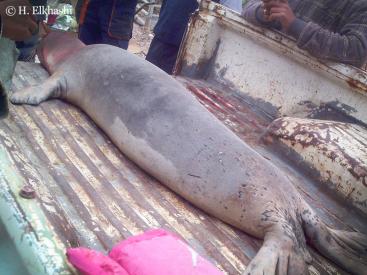 Carcasse de phoque moine retrouvé sur les côtes libyennes le 25/03/2012