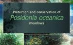 Protection and Conservation of Posidonia oceanica meadows