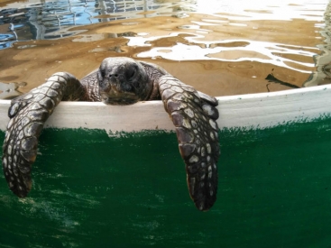 Nursing sea turtles back to health