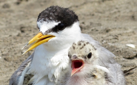 seabirds_mohamed_habib.jpg