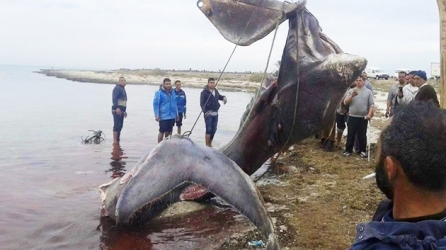 Requin pèlerin de 10 m retrouvé échoué à Djerba