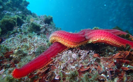 red starfish ©SPARAC, University of Sevilla