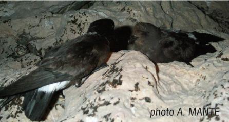 Storm petrel