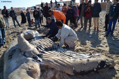 Cetacean Stranding in libyan coast (2013)