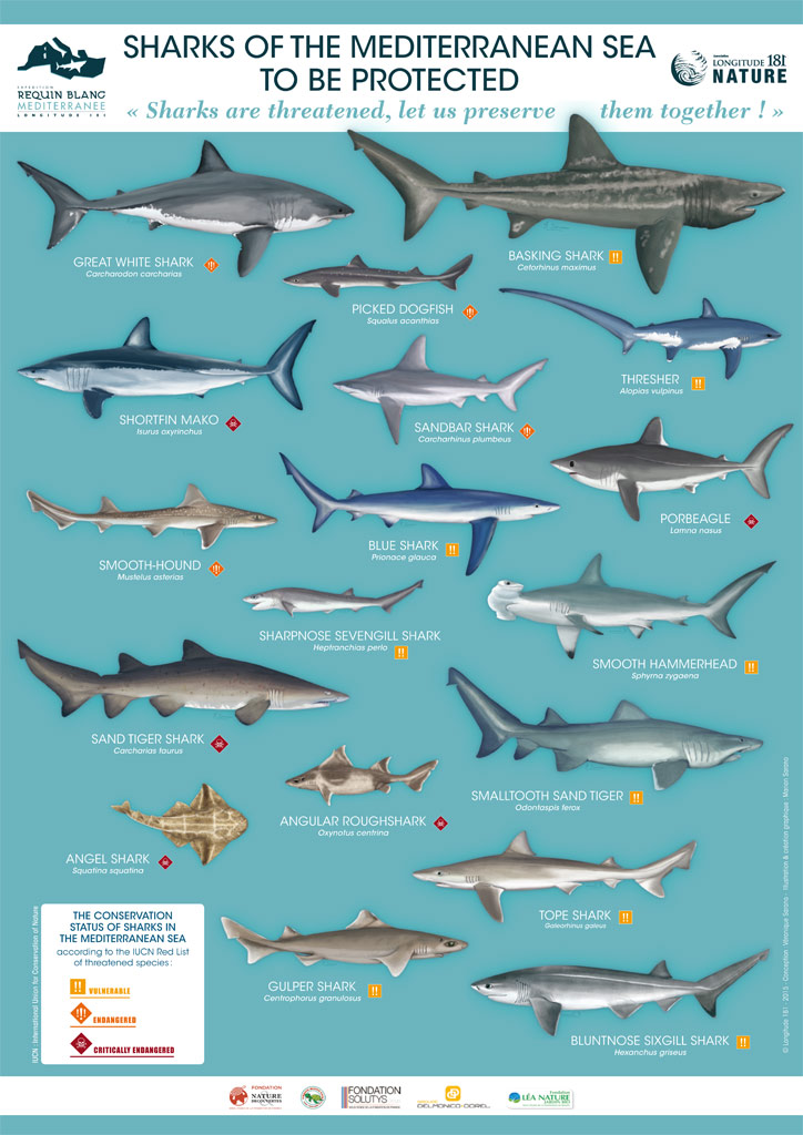 05/16 « Sharks of the Mediterranean Sea to be protected » Regional